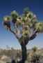 13JoshuaTree - 50